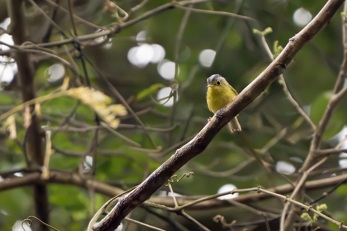 Gray-crowned Warbler - ML639040922
