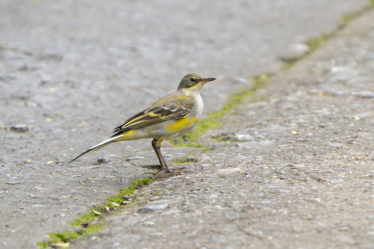 Eastern Yellow Wagtail - ML639041044