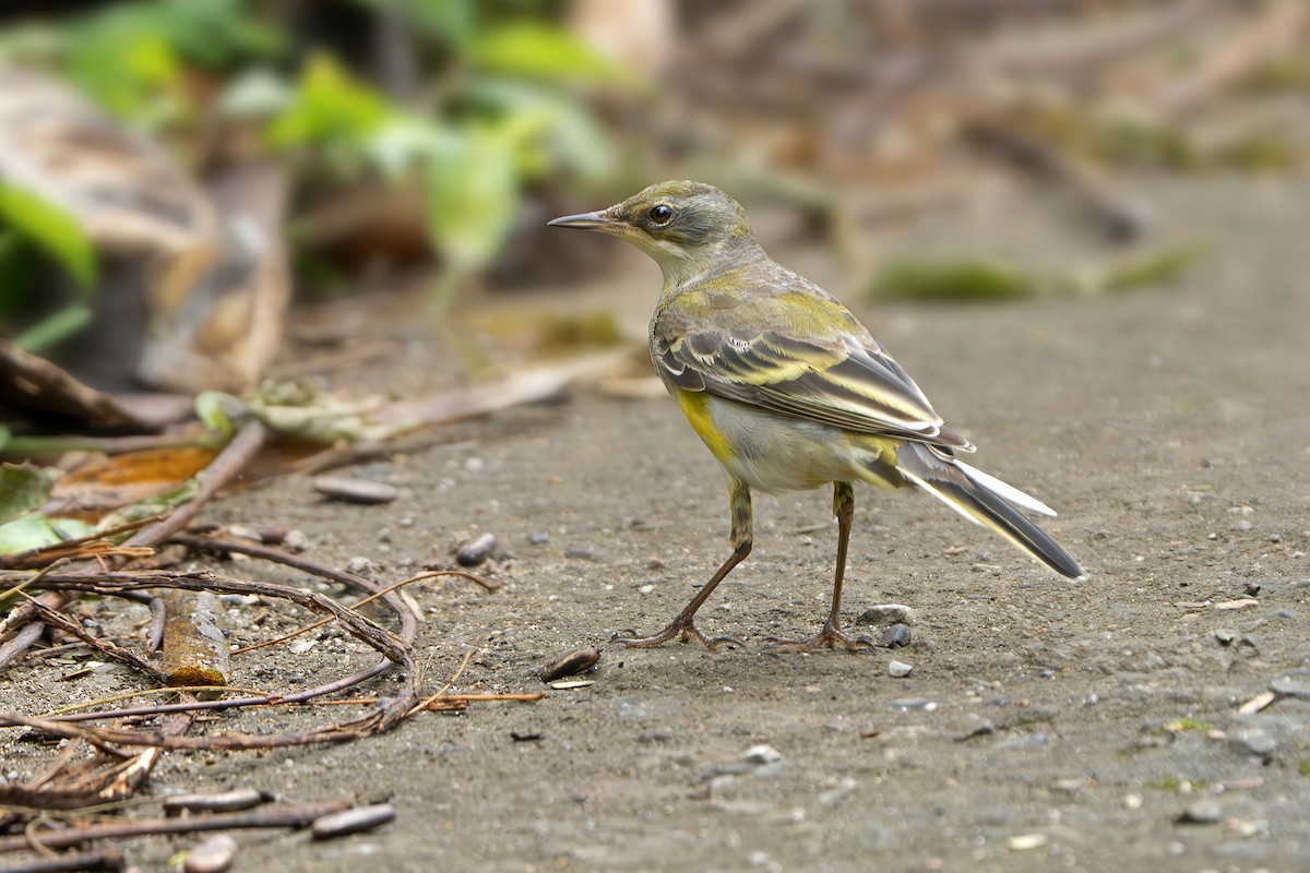 Eastern Yellow Wagtail - ML639041046