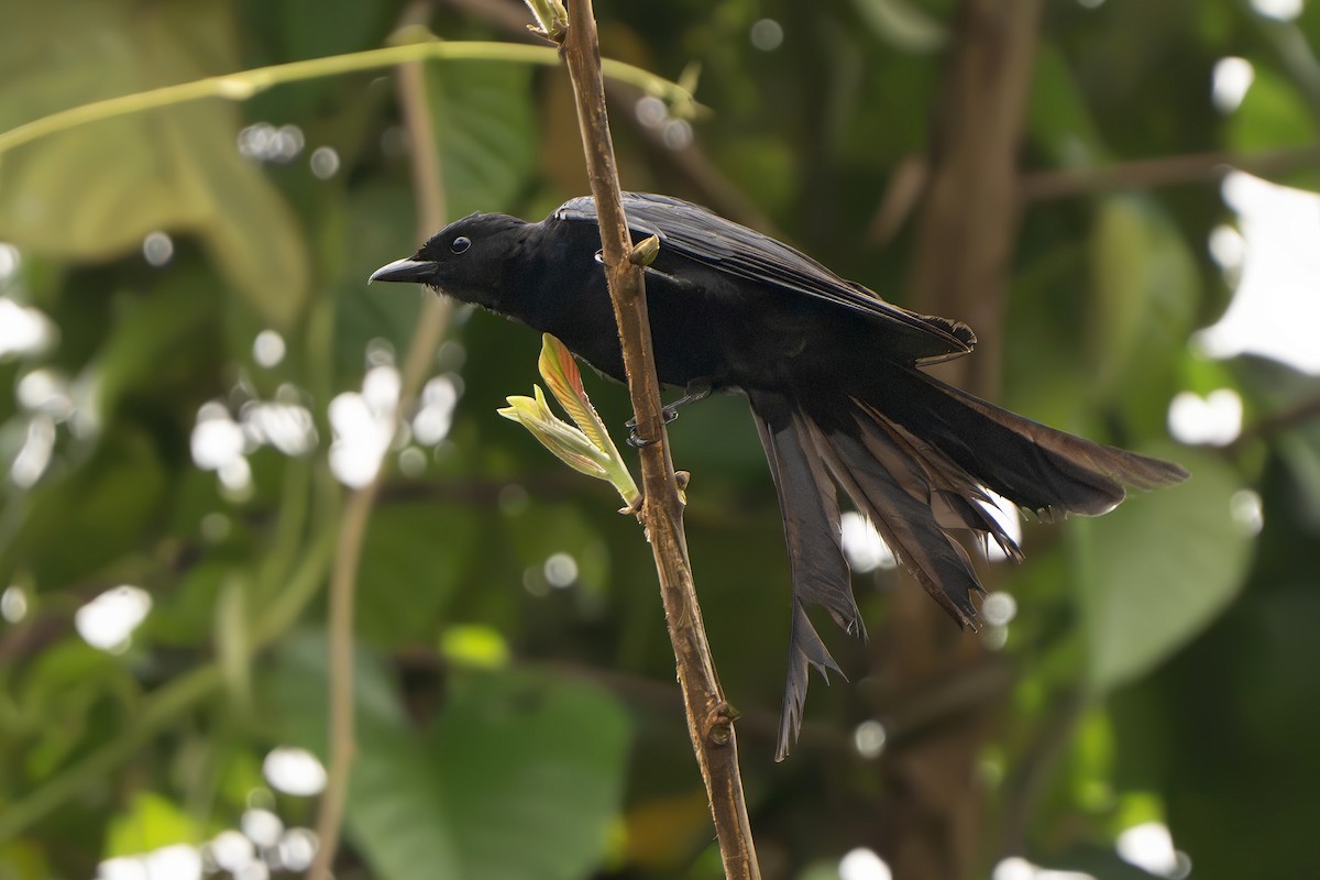 Black Drongo - ML639041057