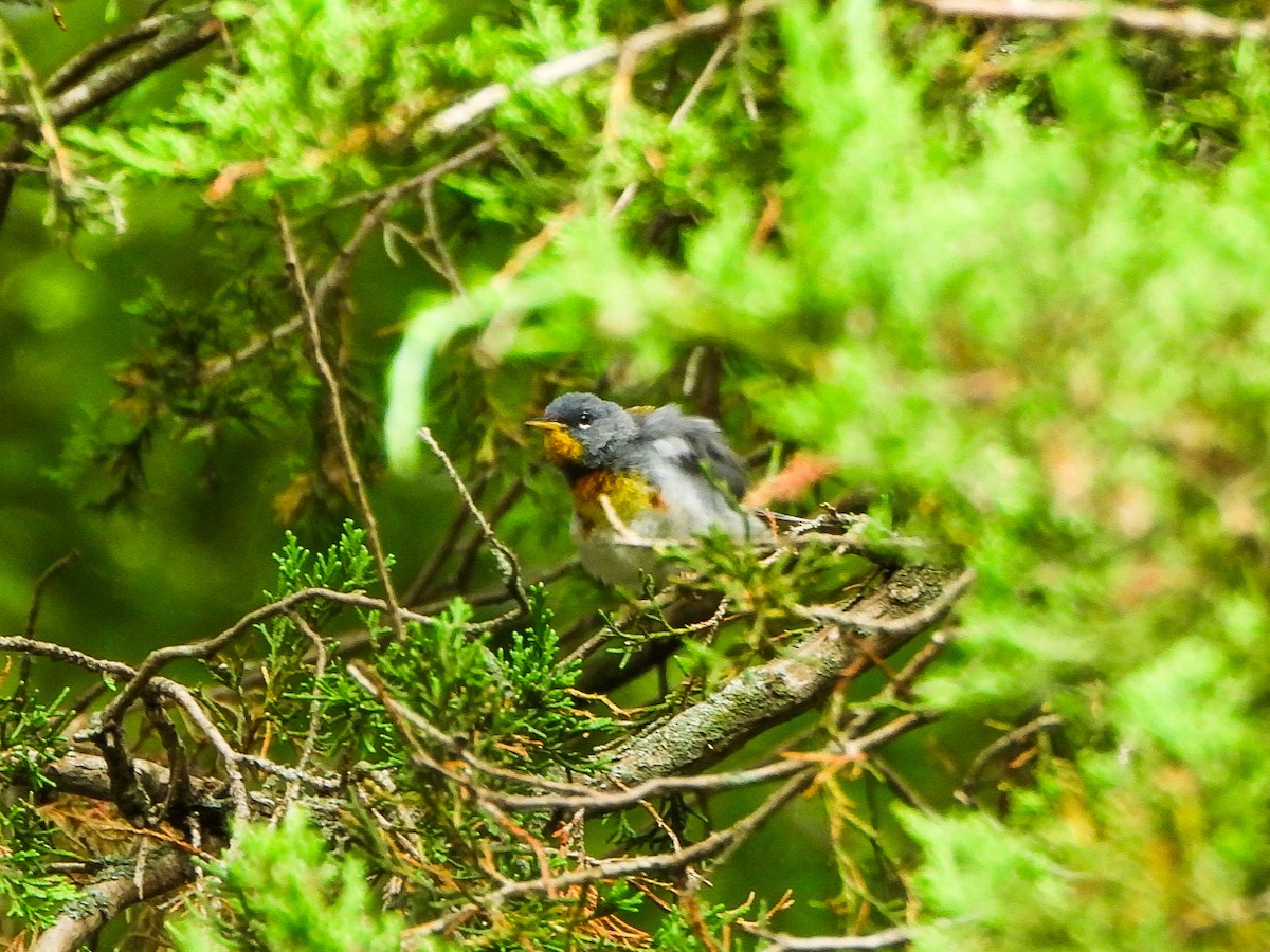Northern Parula - ML639041120