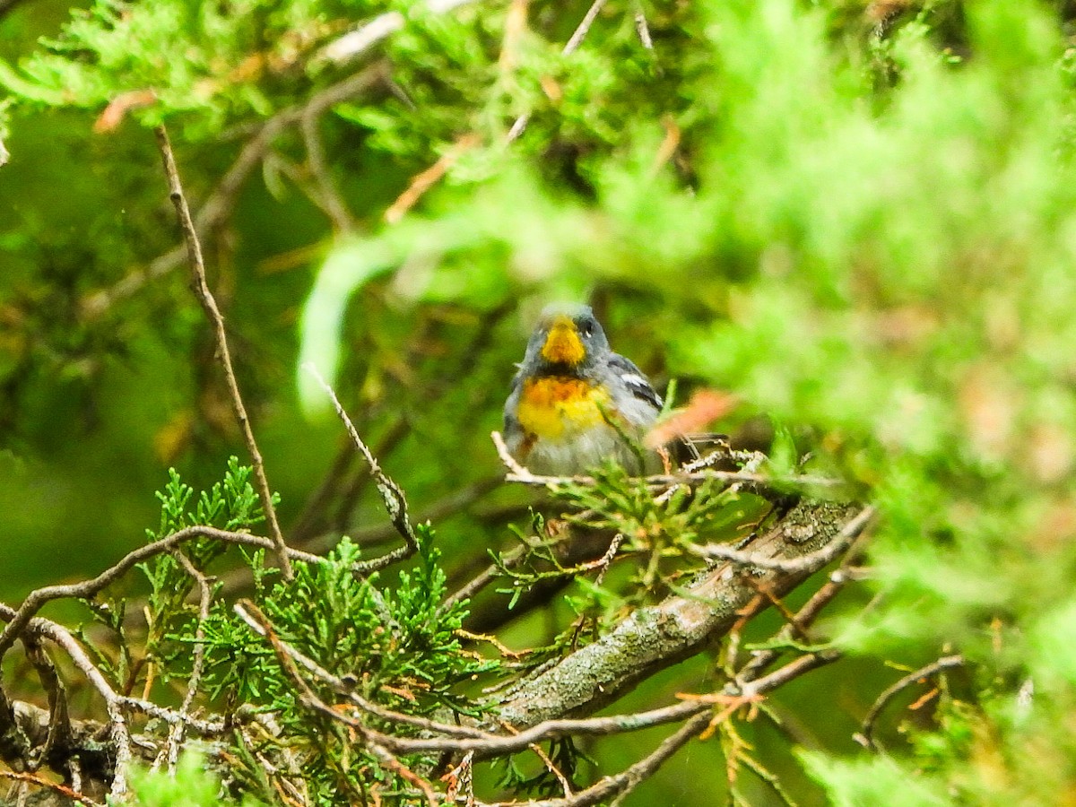 Northern Parula - ML639041122