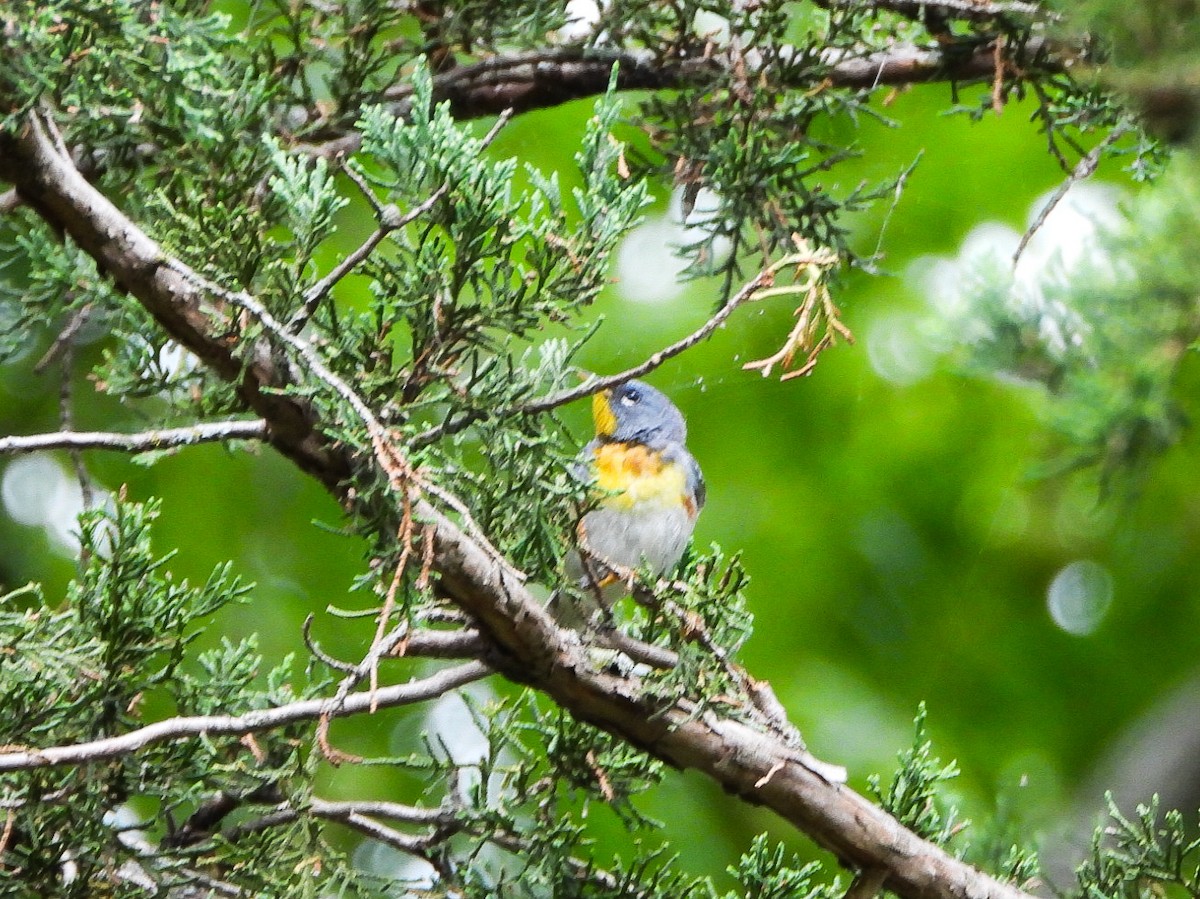 Northern Parula - ML639041124