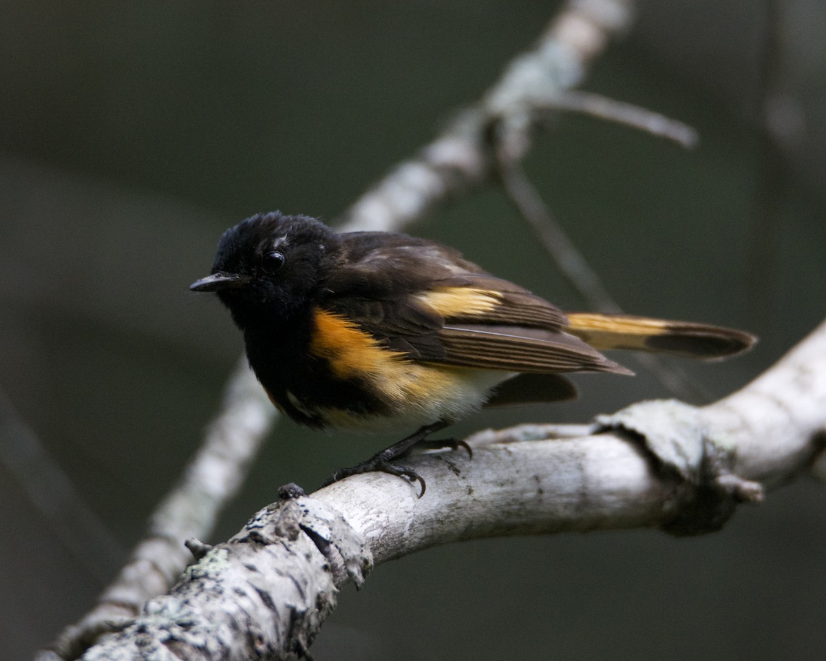 American Redstart - ML639041252