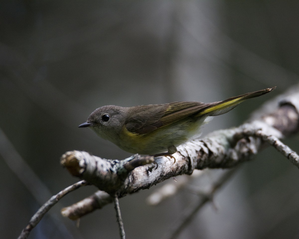 American Redstart - ML639041253