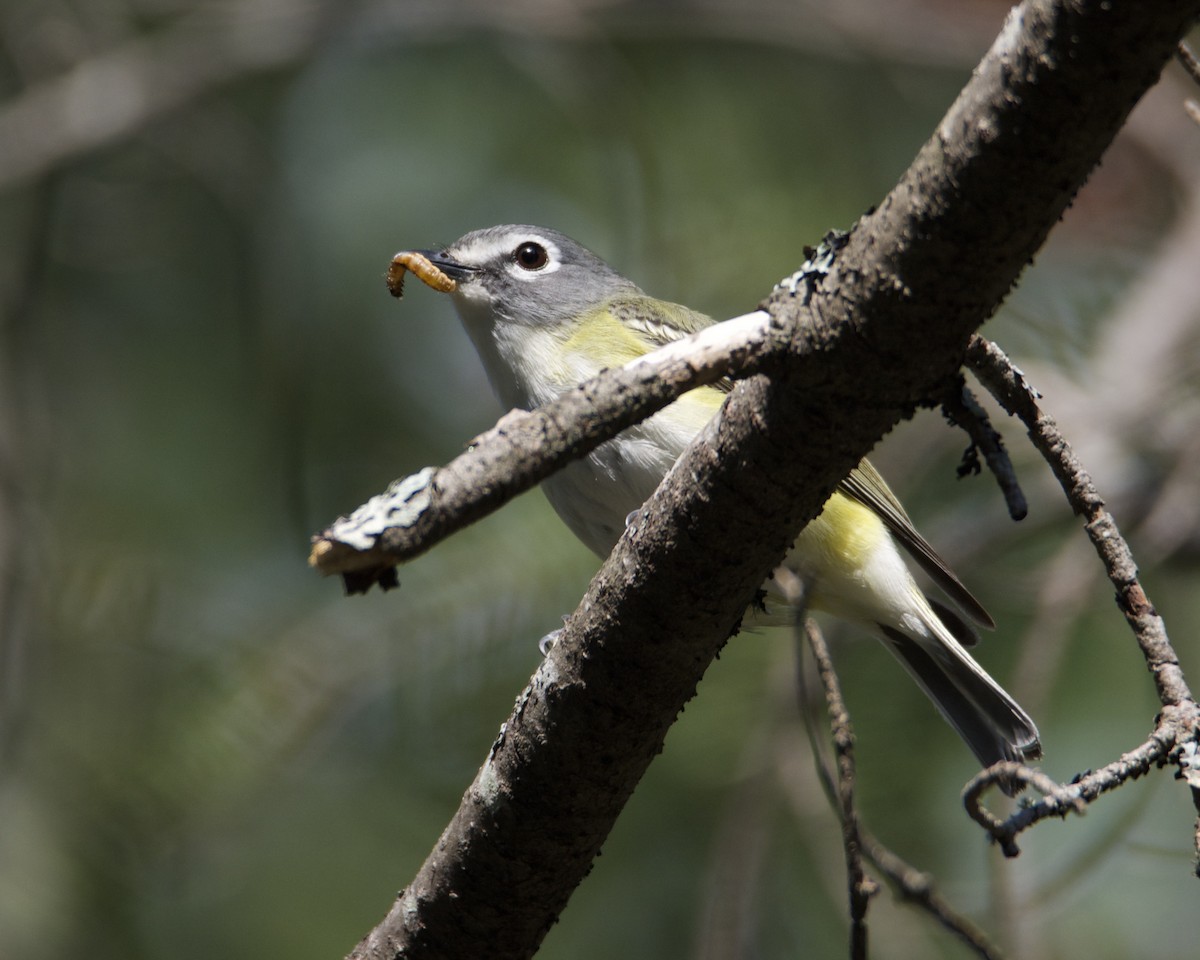 Blue-headed Vireo - ML639041288