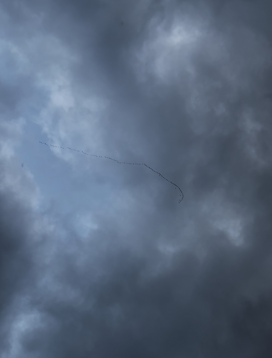 Common Scoter - ML639041395