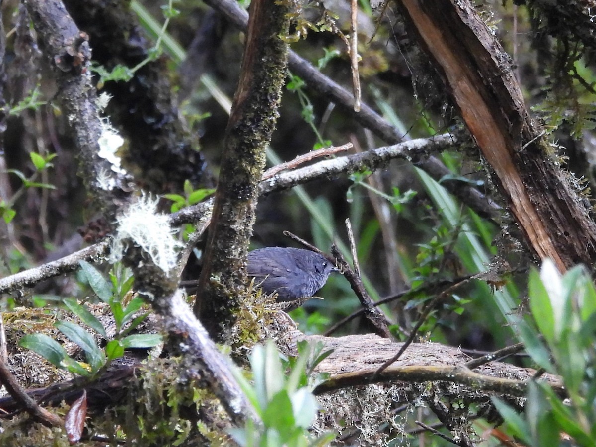 Paramo Tapaculo - ML639041453
