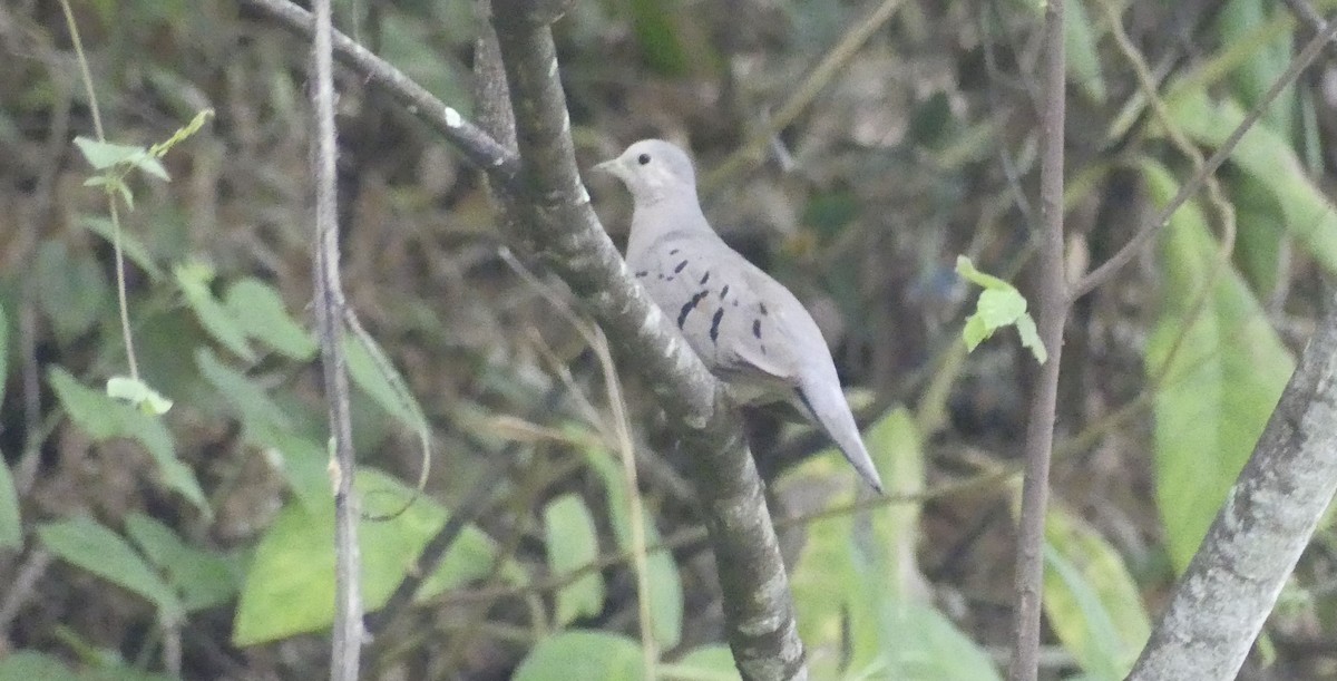 Ecuadorian Ground Dove - ML639041470