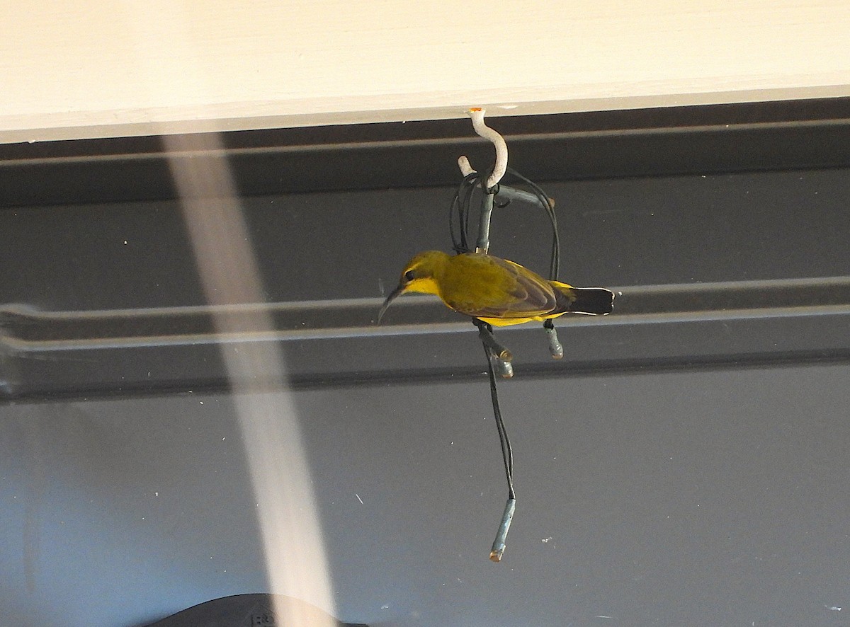 Sahul Sunbird - ML639041520