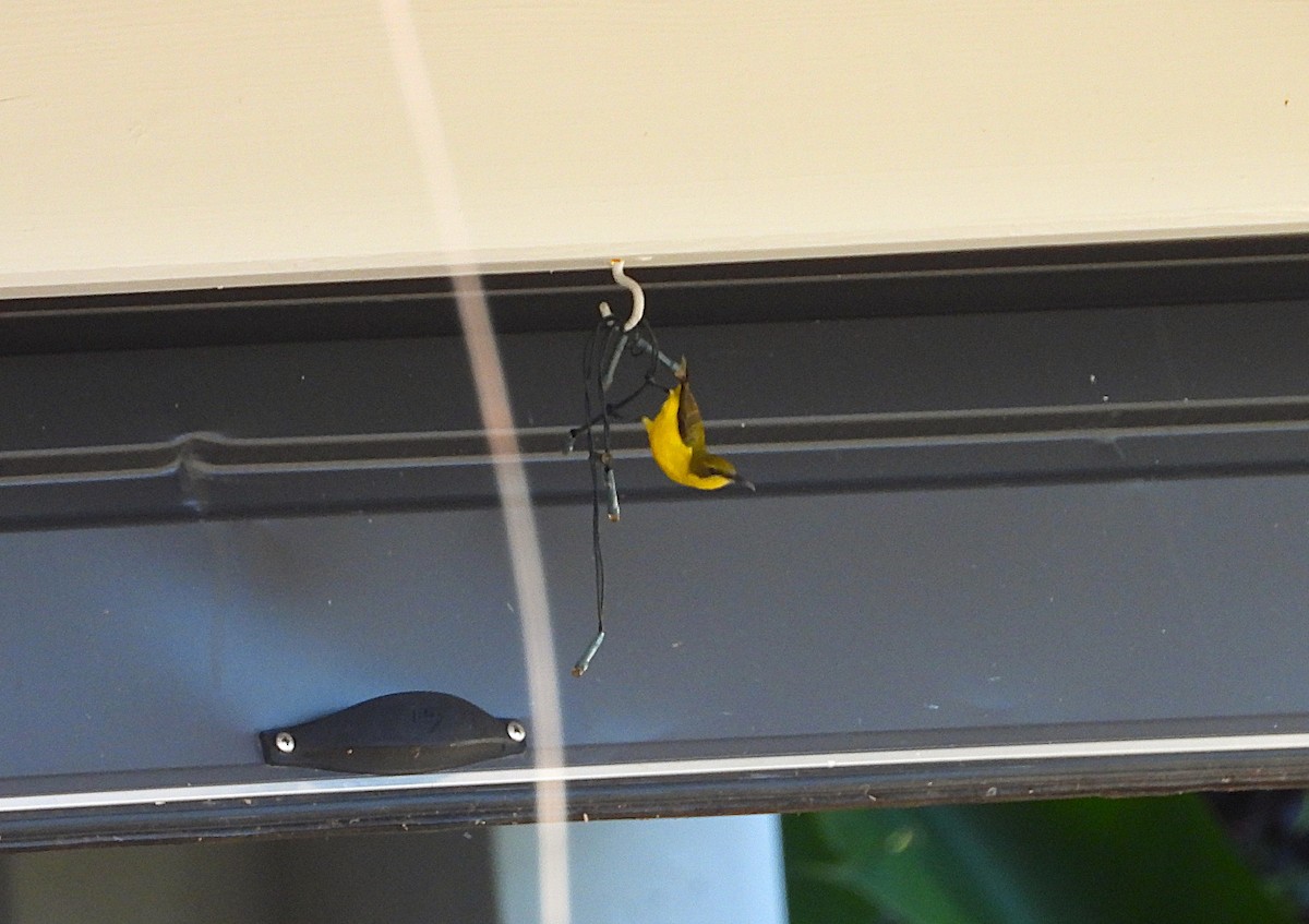 Sahul Sunbird - ML639041521