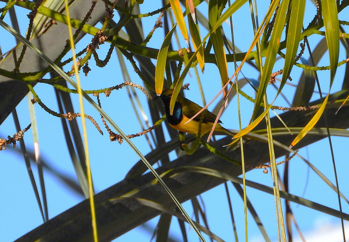 Sahul Sunbird - ML639041522