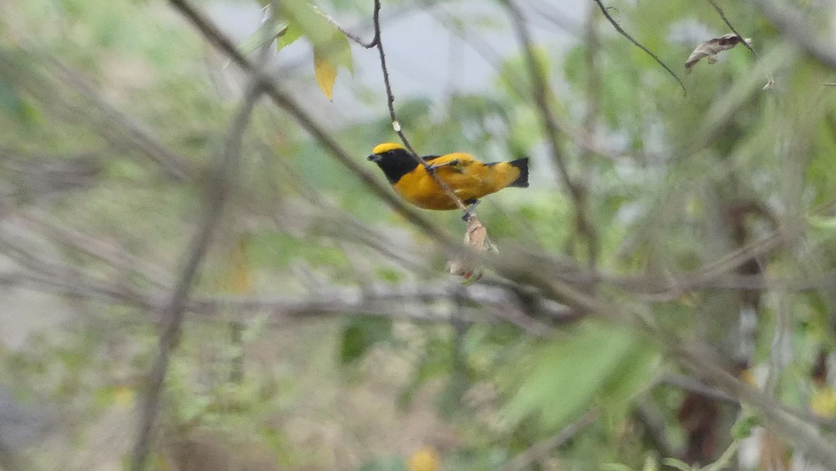 Orange-crowned Euphonia - ML639041553