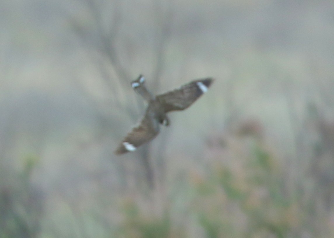 Lesser Nighthawk - ML639041557