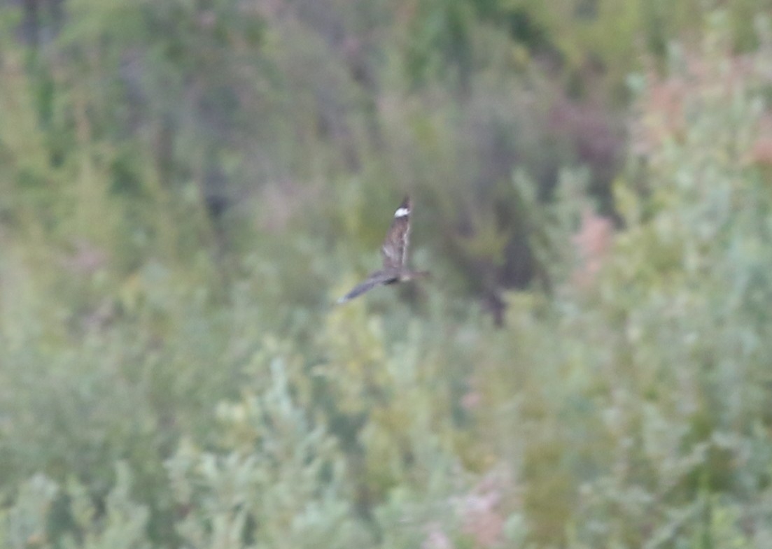 Lesser Nighthawk - ML639041558