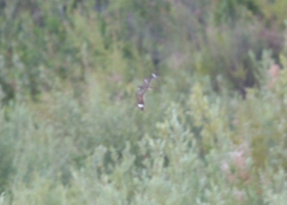 Lesser Nighthawk - ML639041559