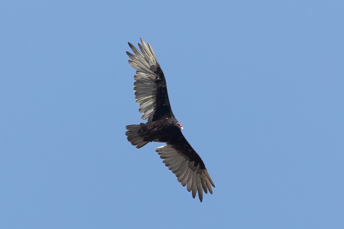 Turkey Vulture - ML639041584