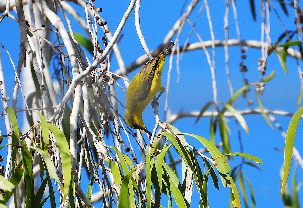 Sahul Sunbird - ML639041631