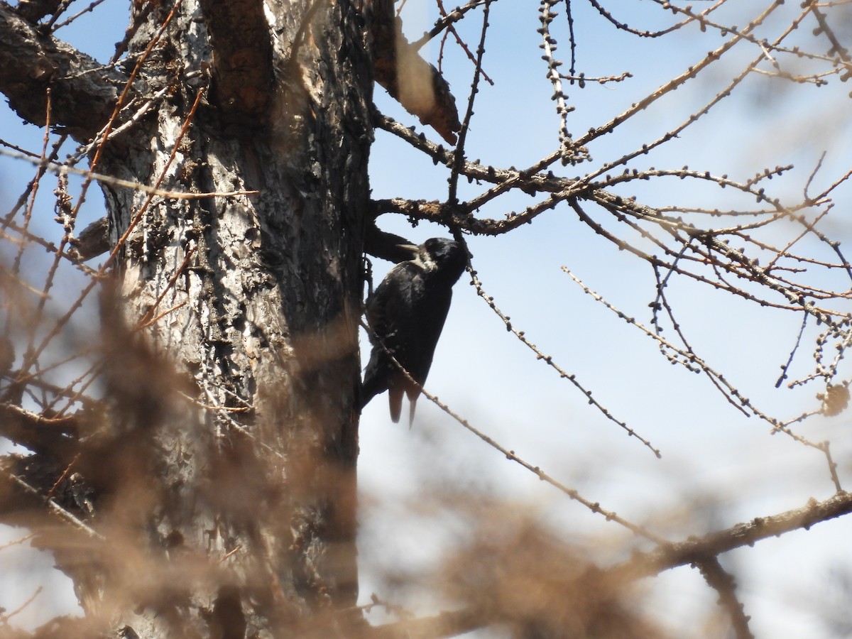 Black-backed Woodpecker - ML639041677