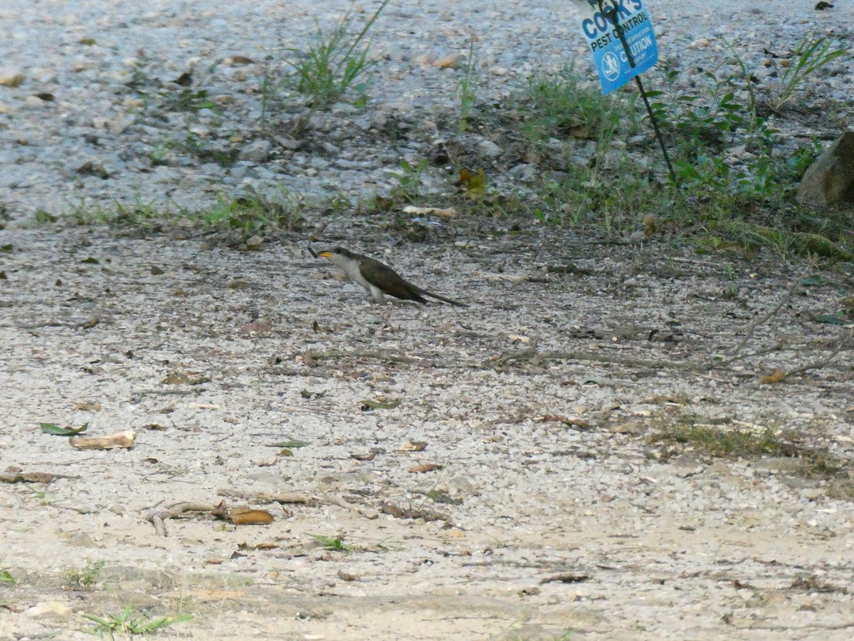 Yellow-billed Cuckoo - ML639041693