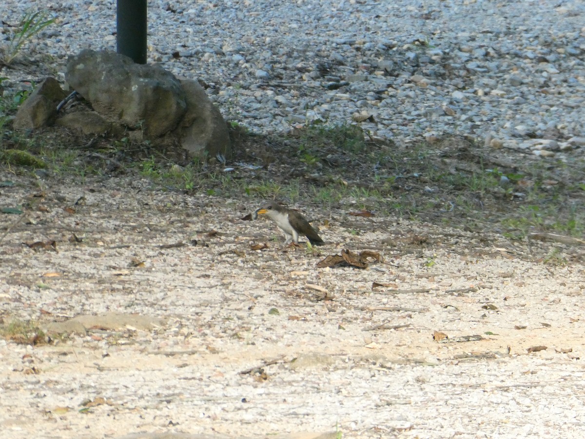 Yellow-billed Cuckoo - ML639041694