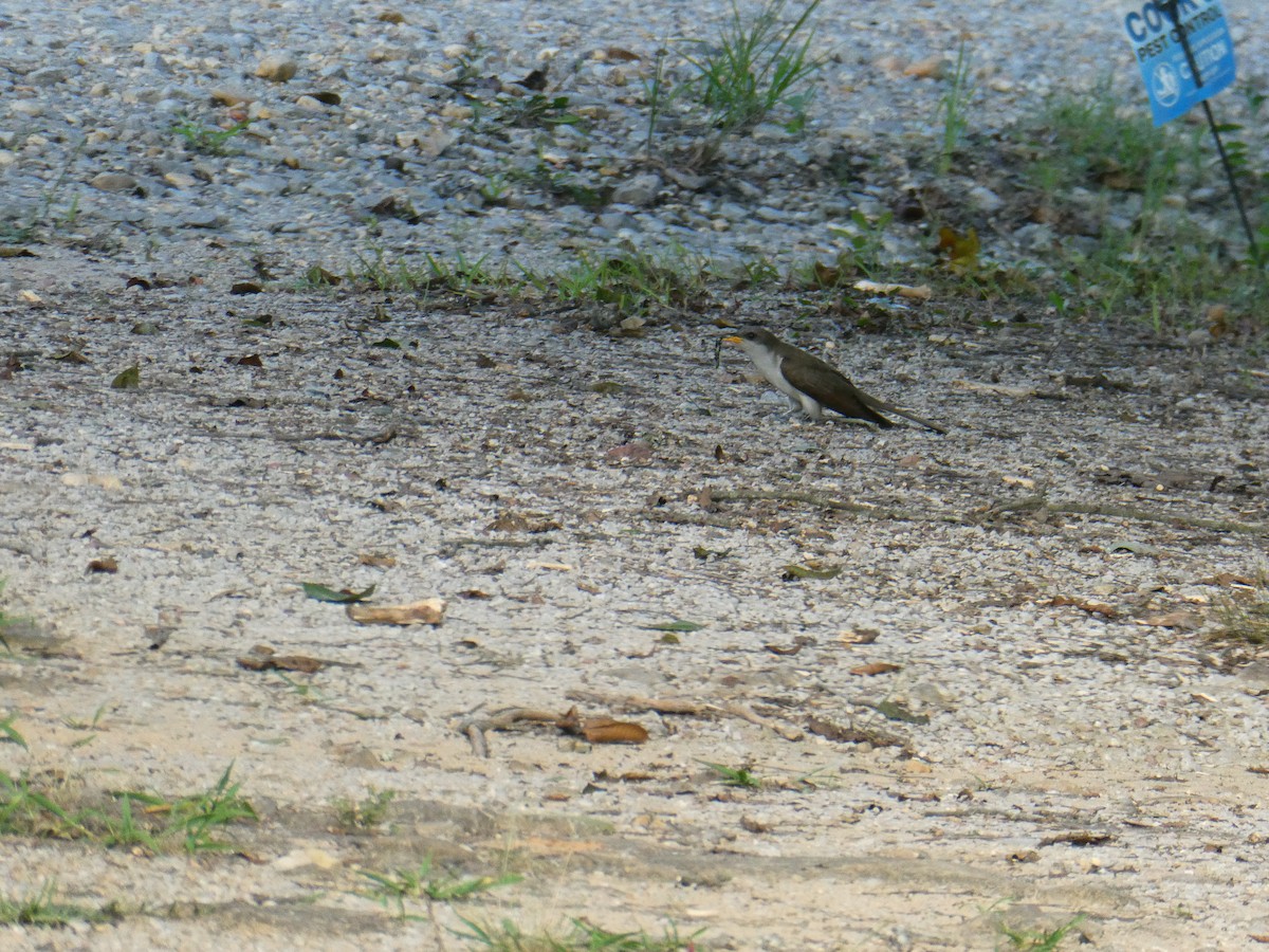 Yellow-billed Cuckoo - ML639041695