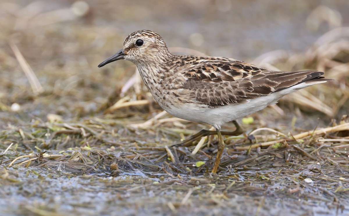 Least Sandpiper - ML639041737