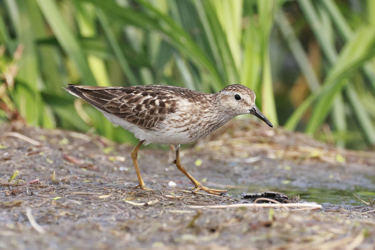 Least Sandpiper - ML639041739