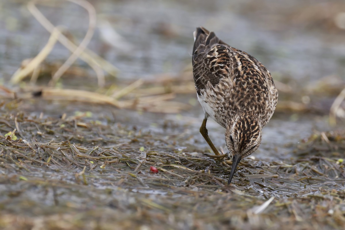Least Sandpiper - ML639041740