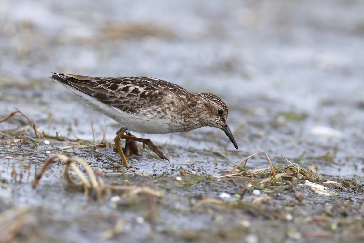 Least Sandpiper - ML639041741
