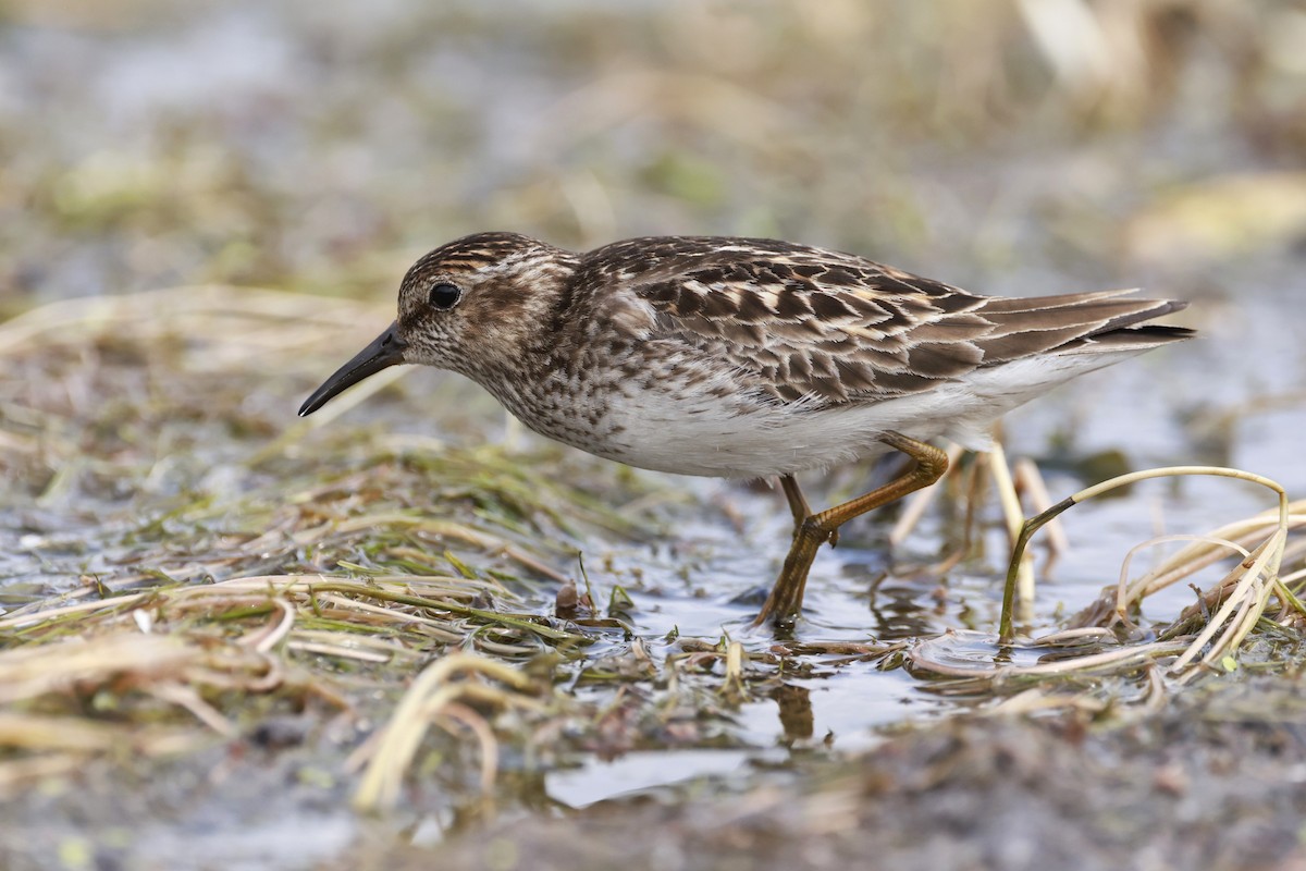 Least Sandpiper - ML639041742