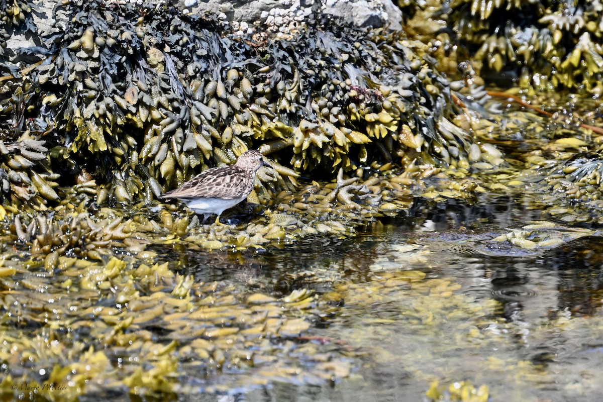 Least Sandpiper - ML639041894