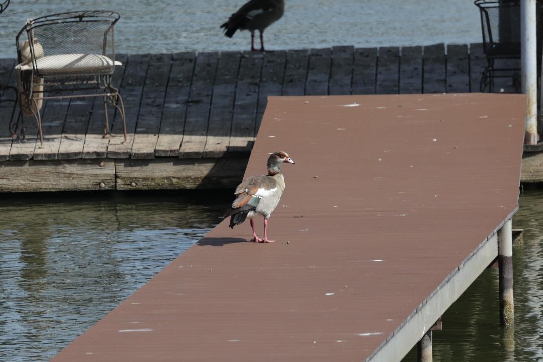 husice nilská - ML639041946