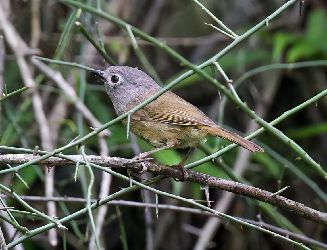 David's Fulvetta - ML639042153