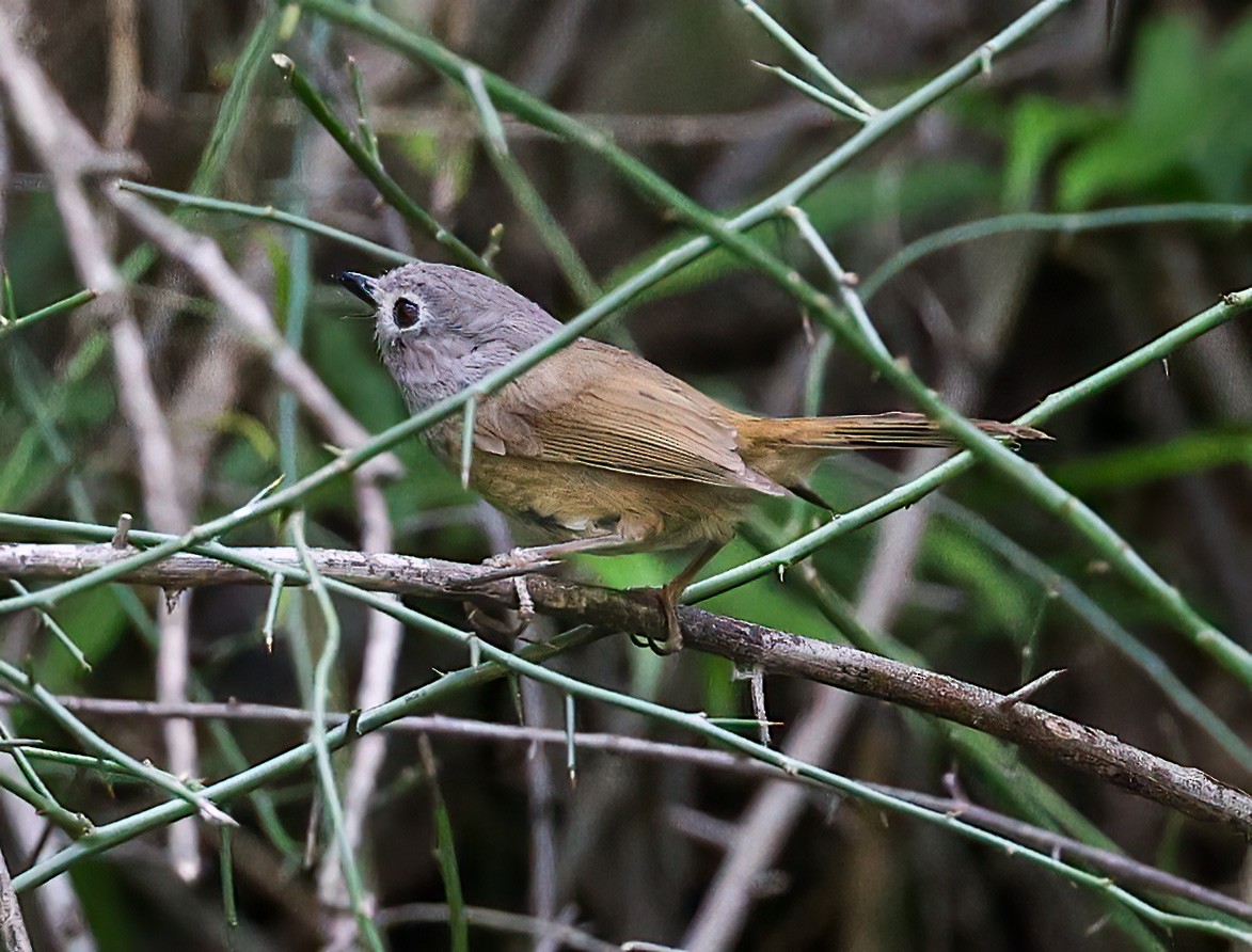 David's Fulvetta - ML639042154