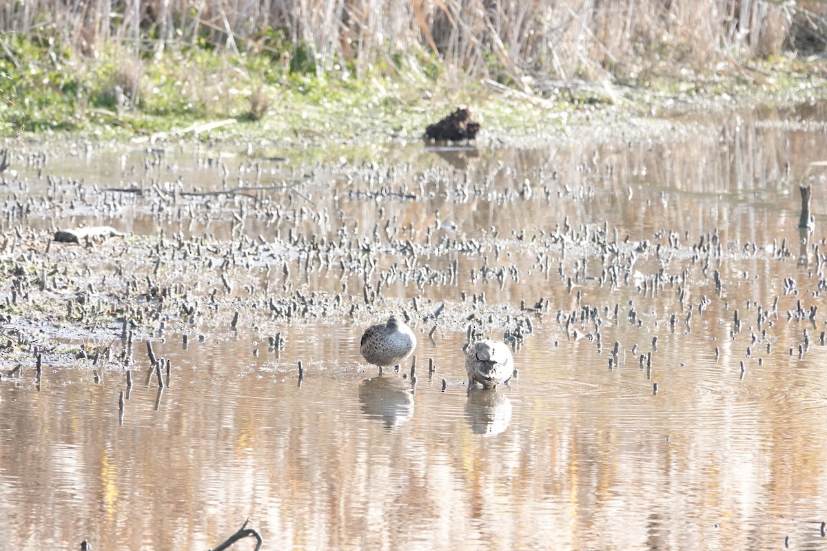 Maned Duck - ML639042295