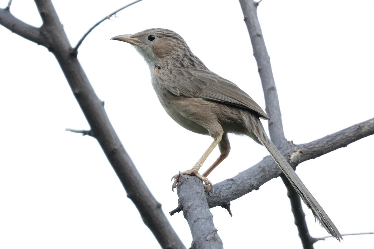 Common Babbler - ML639042452