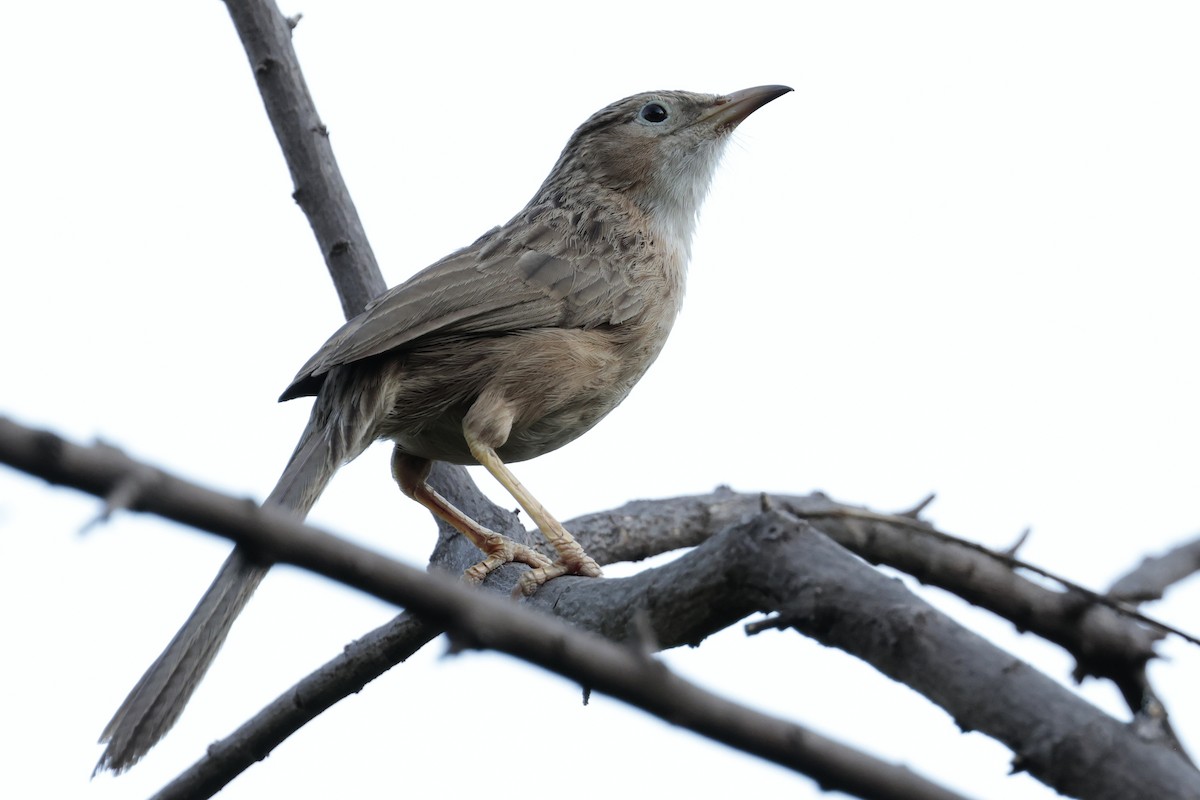 Common Babbler - ML639042453