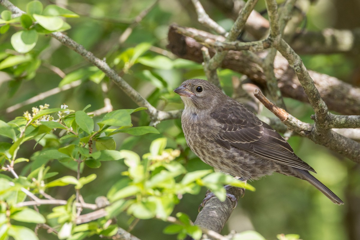 Brown-headed Cowbird - ML639042489
