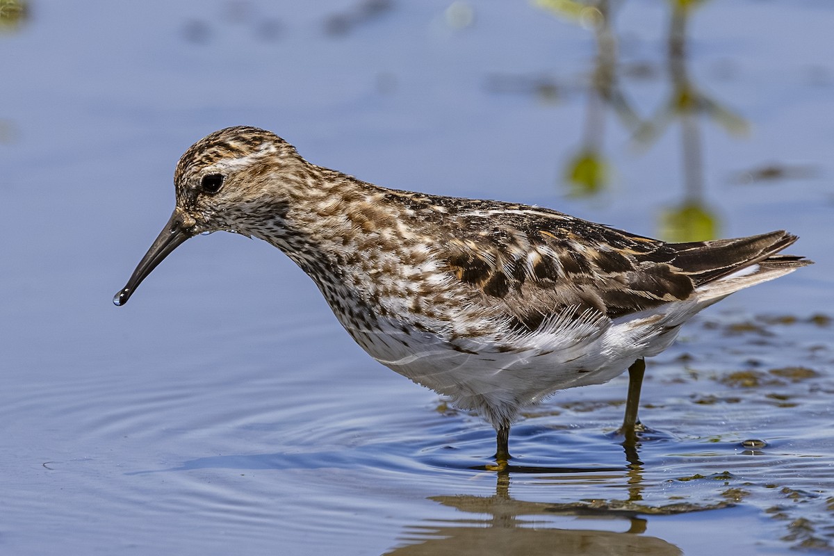 Least Sandpiper - ML639042570