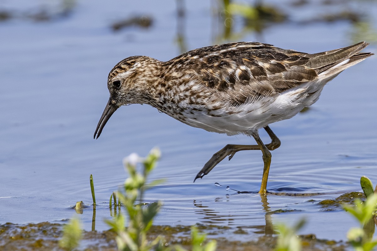 Least Sandpiper - ML639042574