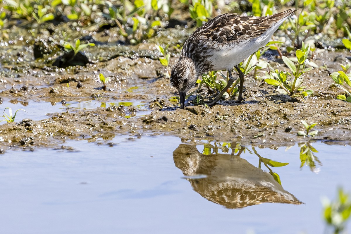 Least Sandpiper - ML639042576
