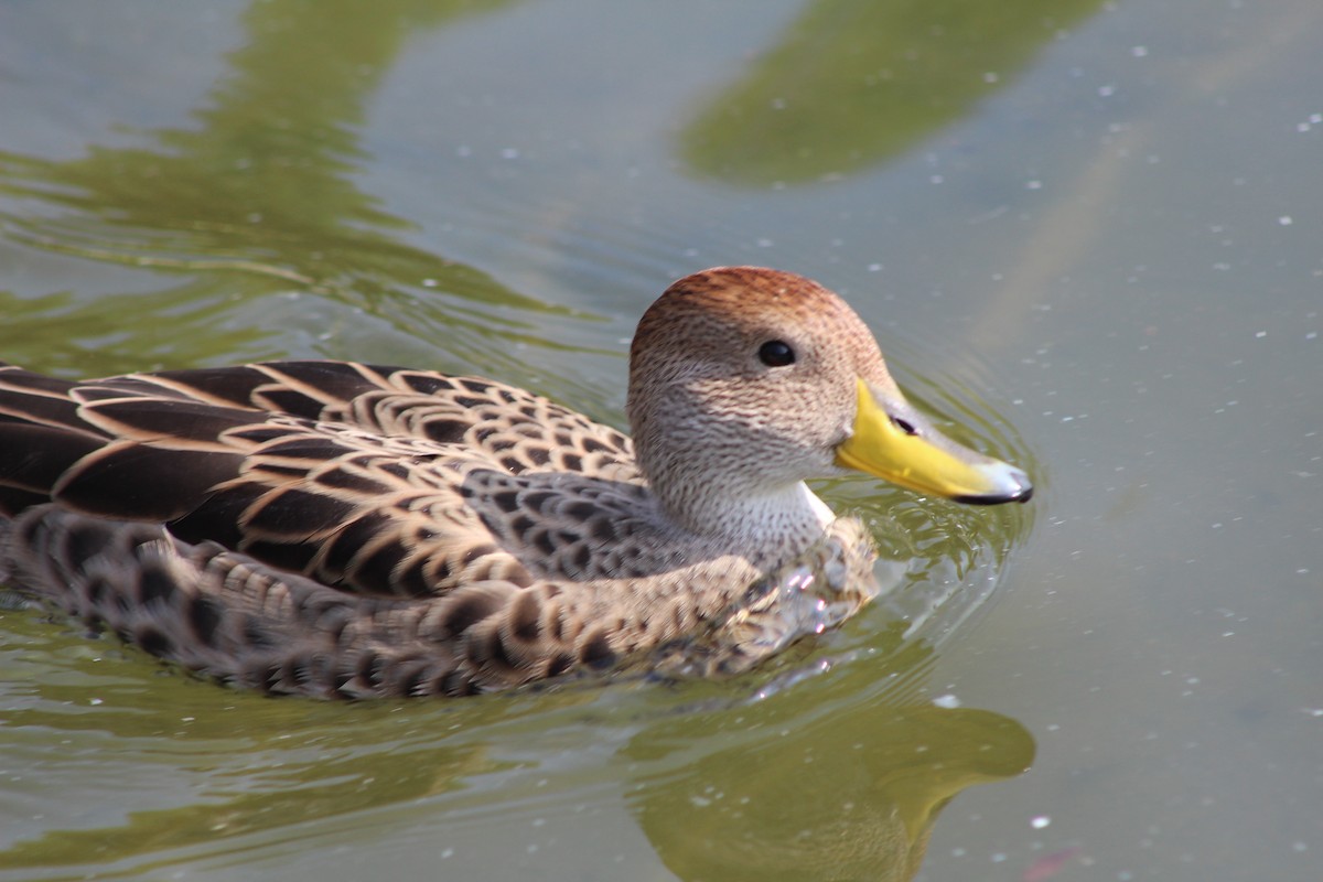 Yellow-billed Pintail - ML639042583