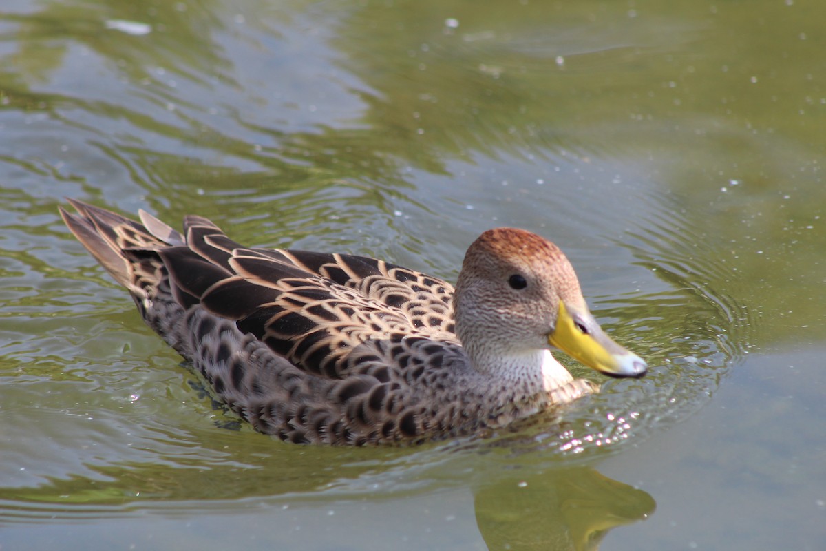 Yellow-billed Pintail - ML639042584