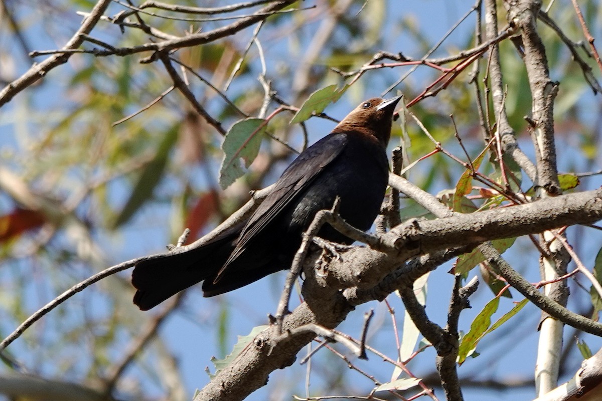 Brown-headed Cowbird - ML639042632