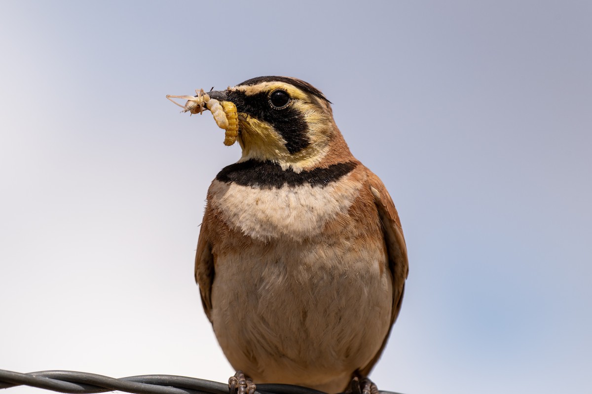 Horned Lark - ML639042655