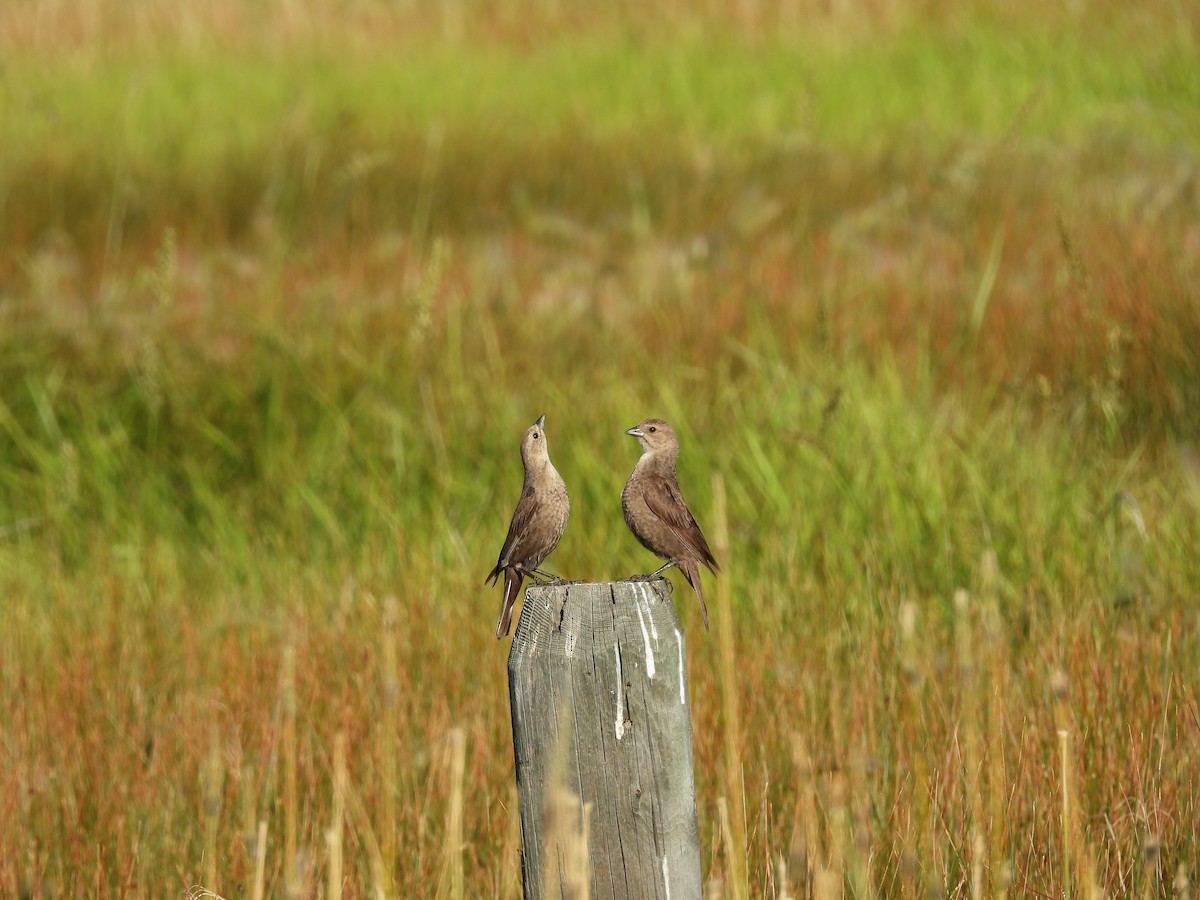 Brown-headed Cowbird - ML639042768