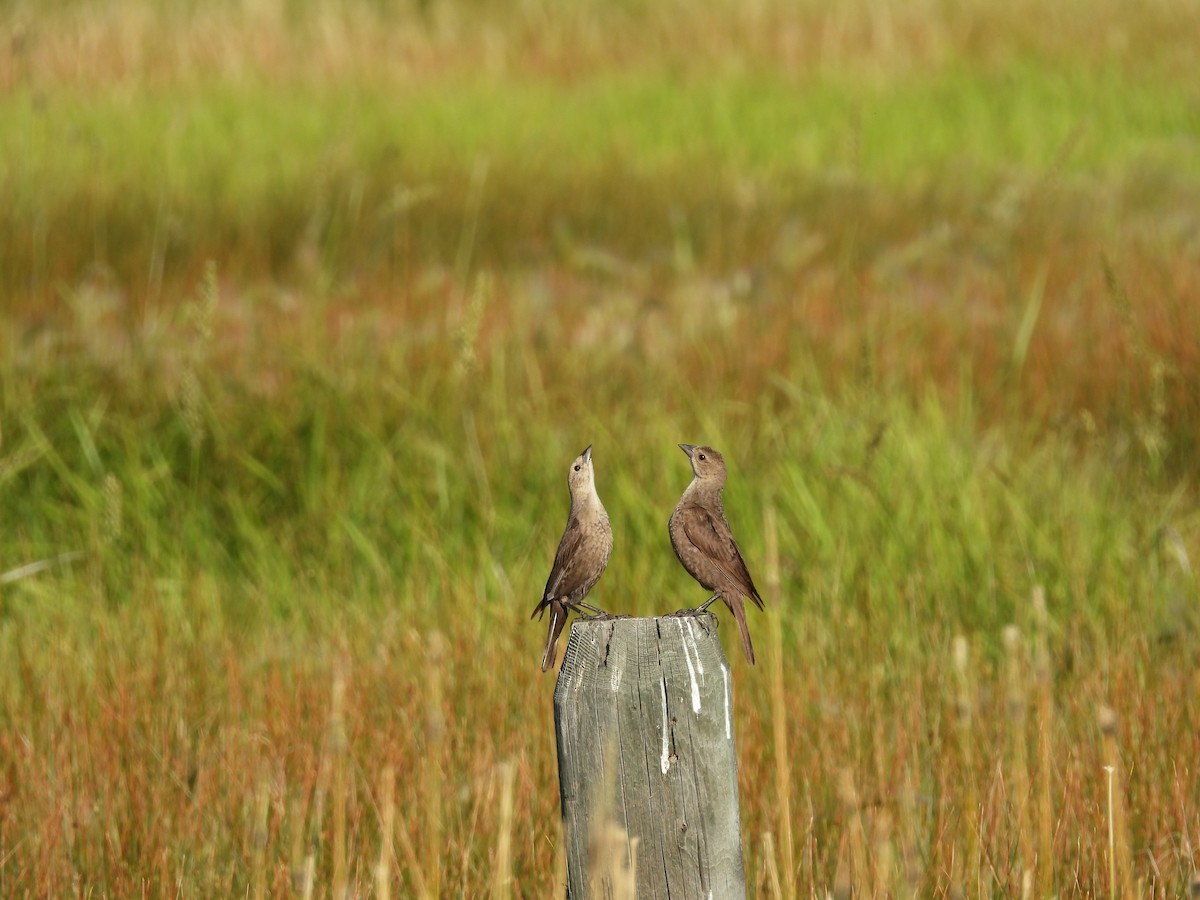 Brown-headed Cowbird - ML639042795