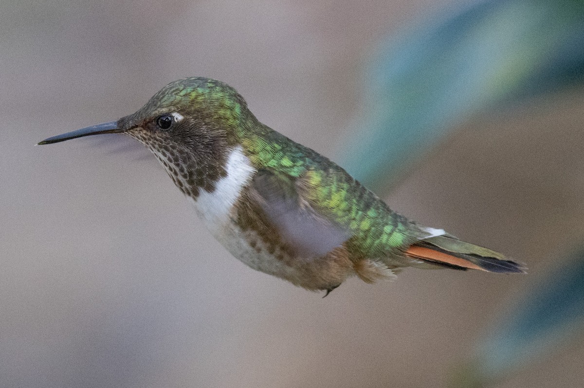 Volcano Hummingbird - ML639042812