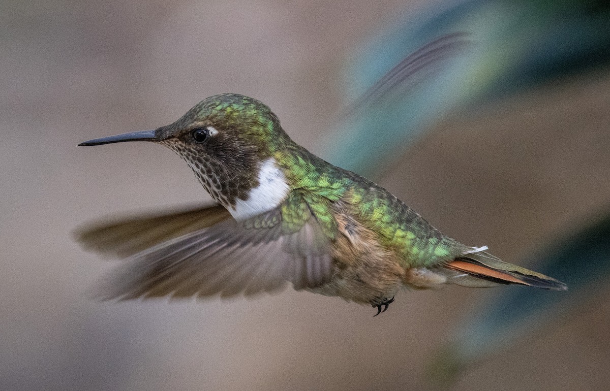 Volcano Hummingbird - ML639042814